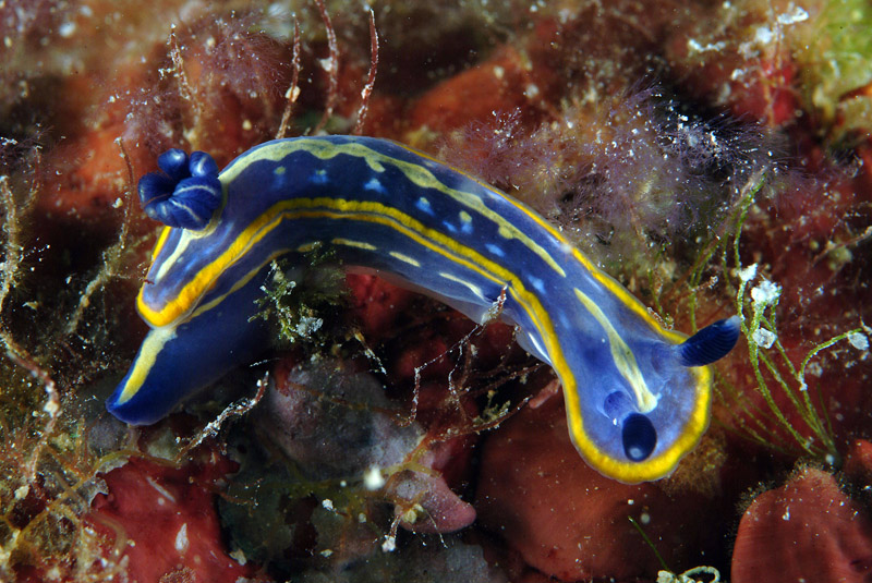 Hypselodoris tricolor